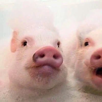 Fawad Chaudhry avatar